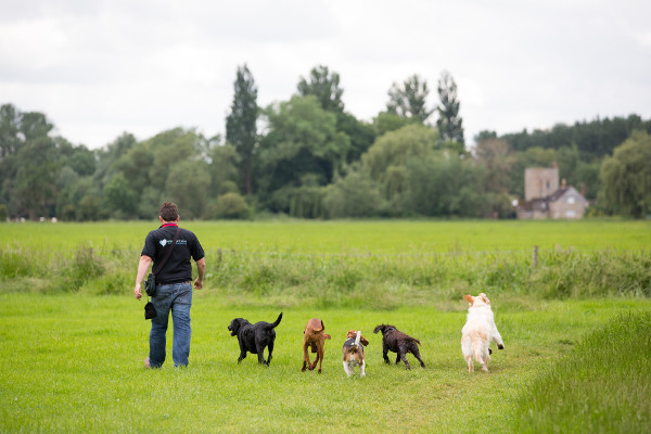 Dog Home Stay in Stafford