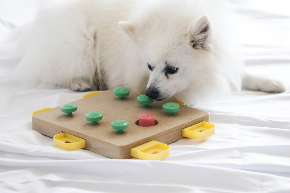 https://www.thegooddogguide.com/blog/wp-content/uploads/2021/10/Fun-Ways-to-Keep-Your-Dog-Busy-Indoors-puzzles.jpg