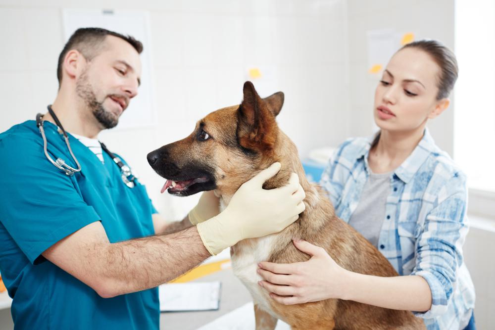 Traditional Vet Care: Everything You Need to Know – The Good Dog Guide ...