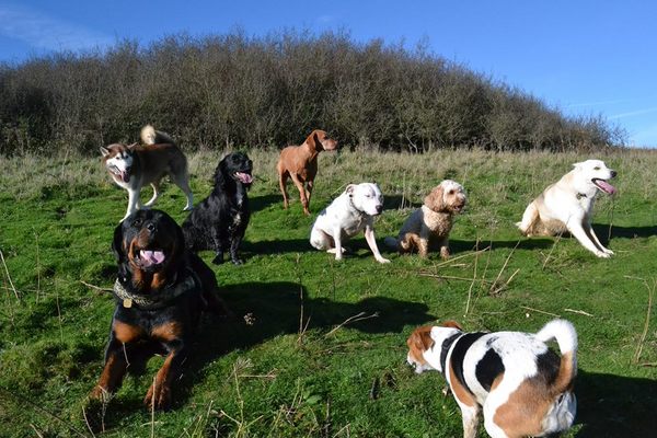 Dog behaviourist in Brighton