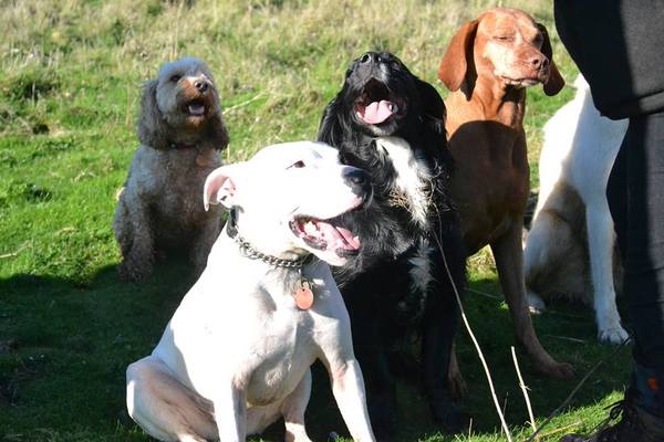 Dog Trainer in Brighton