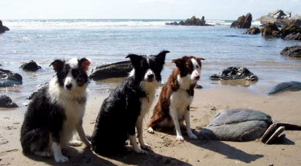 Dog Friendly Holidays in Looe