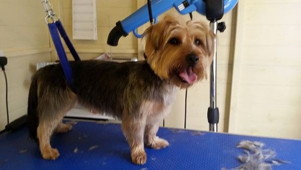 Dog Groomer in Derbyshire