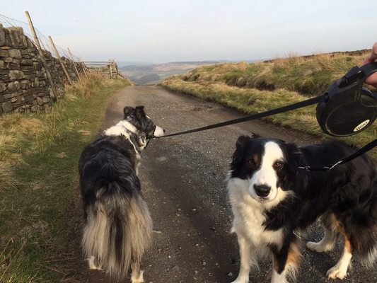 Dog Walking in Yorkshire