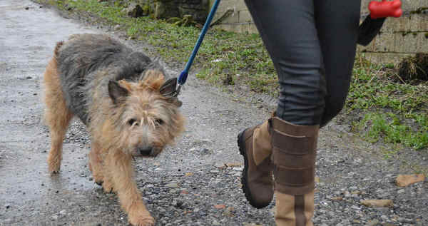 Dog Walker in Yorkshire