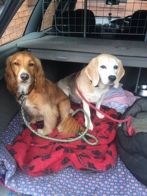 Dog Home Stay in Shrewsbury