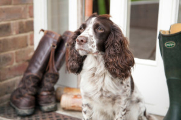 Dog Friendly Accommodation in Higher Bockhampton