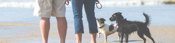 Dog Friendly Holidays in Mawgan Porth