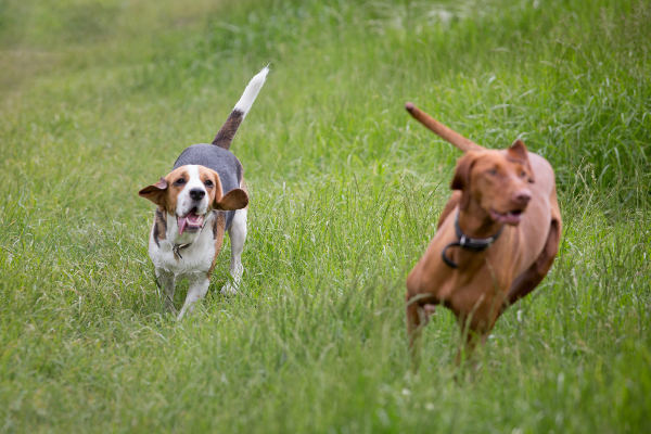 Excersising your dog