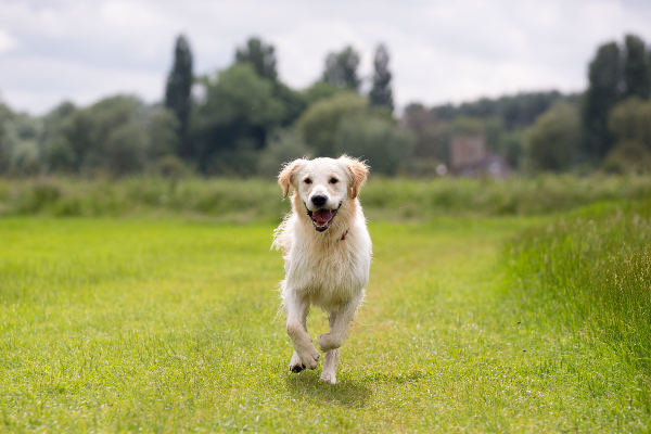 Dog walker