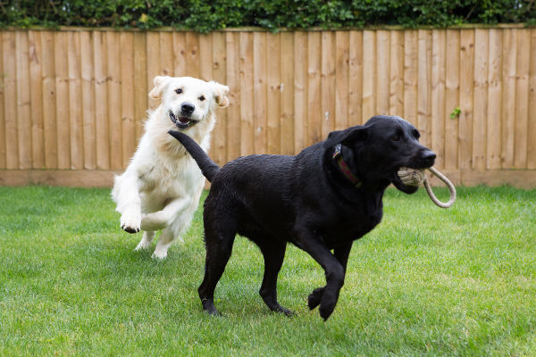 Dog Walking in Oxfordshire