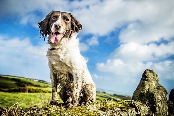 Pet photographer in Devon