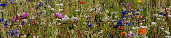 The Cornflowers Holiday Home