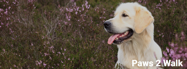 Dog Sitting in Dorset