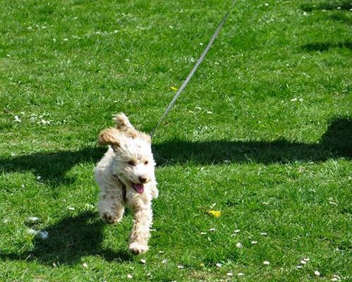 Dog behaviourist in Eastbourne