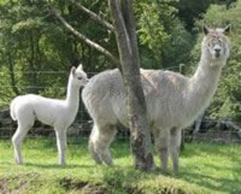 Dog Friendly Cottages in Buxton