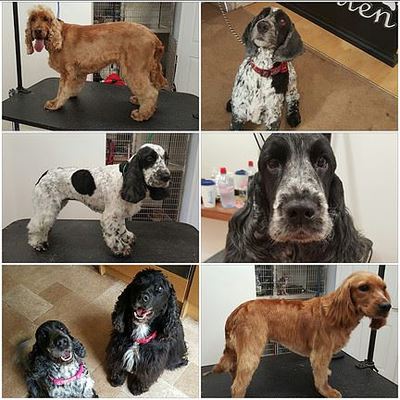 Dog Groomer in London