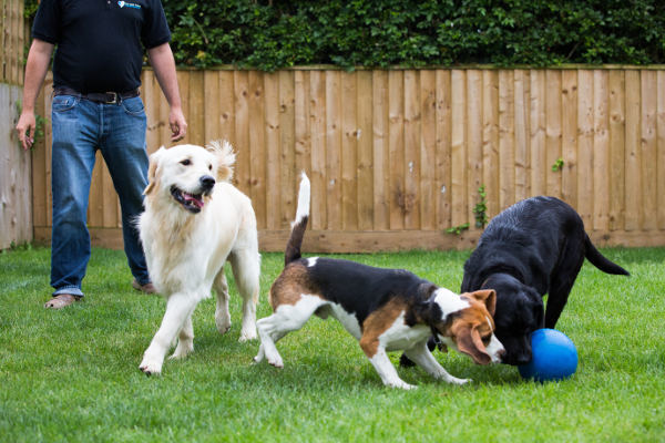 Group Dog Walks