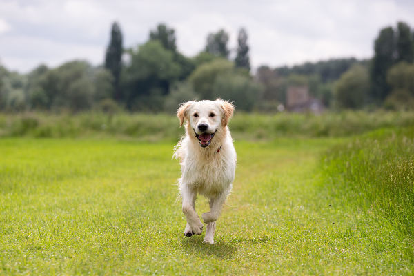 Exercising your dog