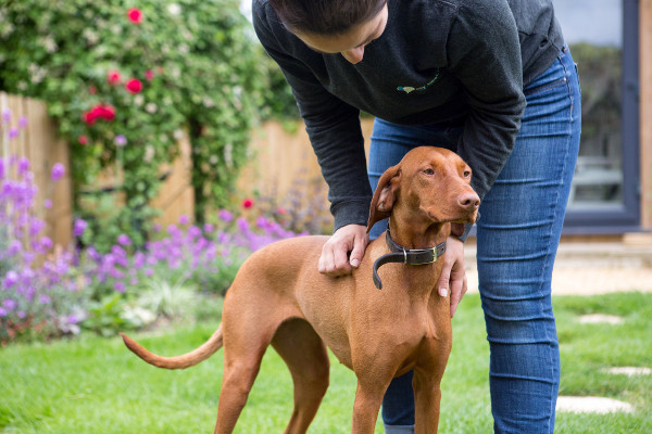 Group Dog Walks