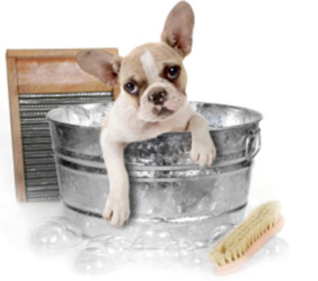 Dog Groomer in Berkshire