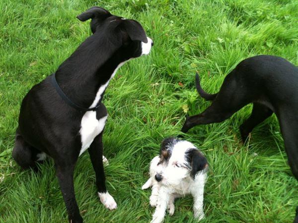 The Devon Dog Lady