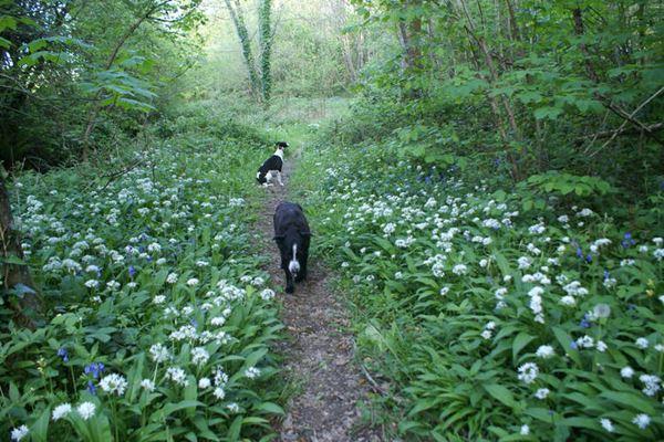 The Devon Dog Lady