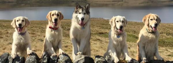 Laverock Multi Dog Holiday Cottages