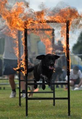 Lowestoft Dog Agility Display Team