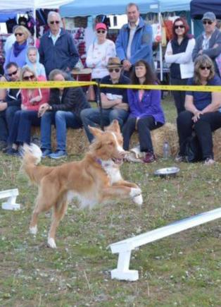 Lowestoft Dog Agility Display Team