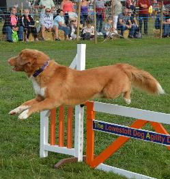 Lowestoft Dog Agility Display Team