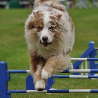 Lowestoft Dog Agility Display Team