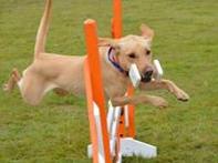 Lowestoft Dog Agility Display Team