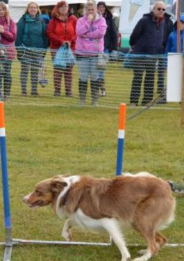 Lowestoft Dog Agility Display Team