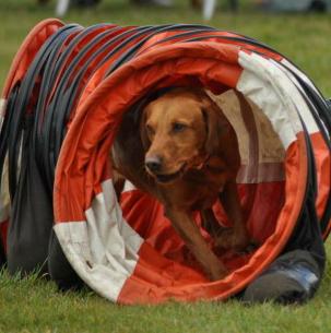 Lowestoft Dog Agility Display Team