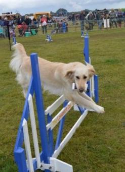 Lowestoft Dog Agility Display Team