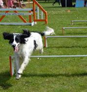 Lowestoft Dog Agility Display Team