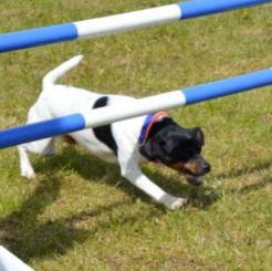 Lowestoft Dog Agility Display Team