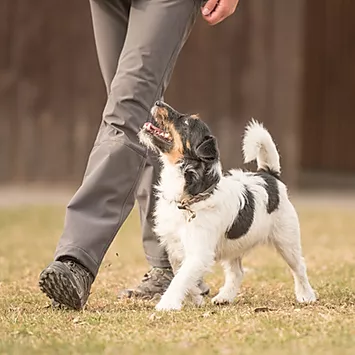 Axe Valley Dog Training