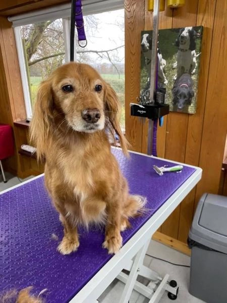WinSome Wags Dog Grooming