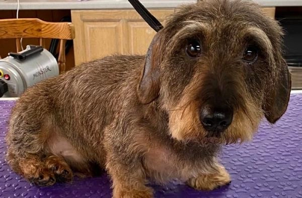 WinSome Wags Dog Grooming