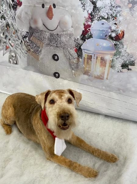 WinSome Wags Dog Grooming