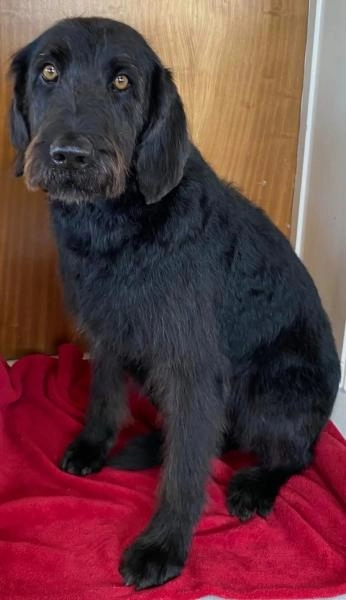 WinSome Wags Dog Grooming