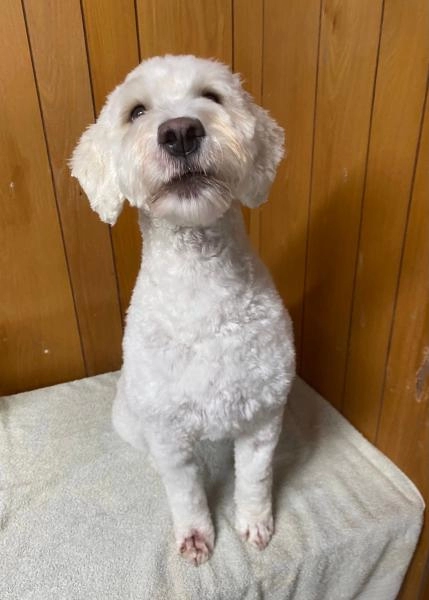 WinSome Wags Dog Grooming