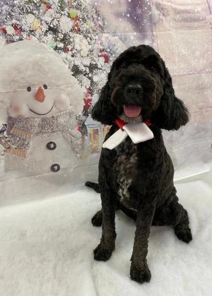 WinSome Wags Dog Grooming