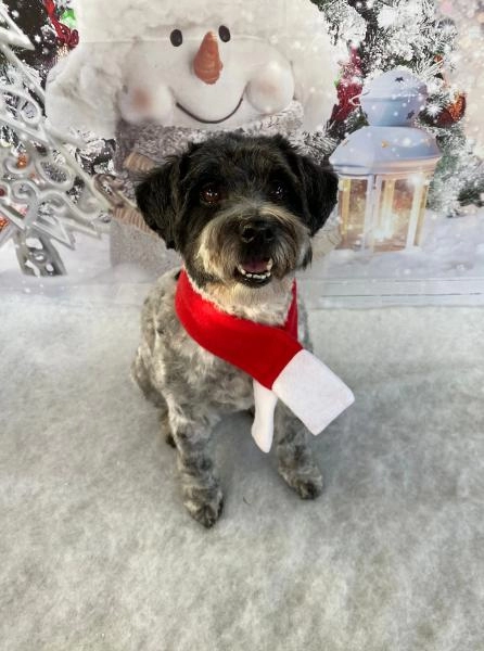 WinSome Wags Dog Grooming