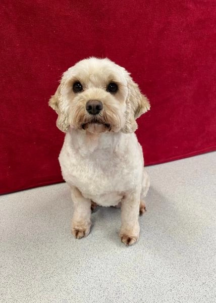 WinSome Wags Dog Grooming
