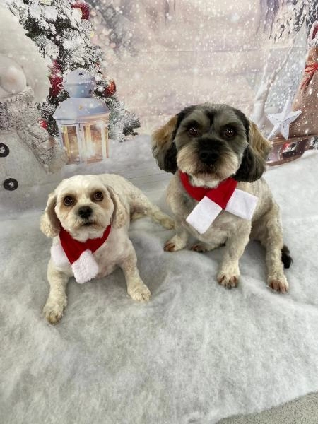 WinSome Wags Dog Grooming