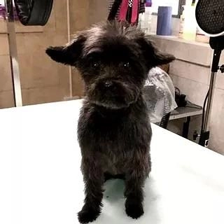 Top and Tail Pawfection