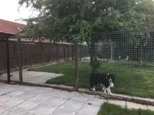 Waterlow Farm Kennels